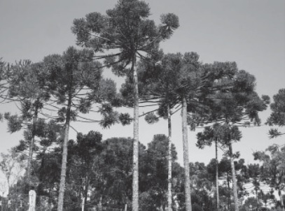 Imagem da questão 11 do ENEM 2011